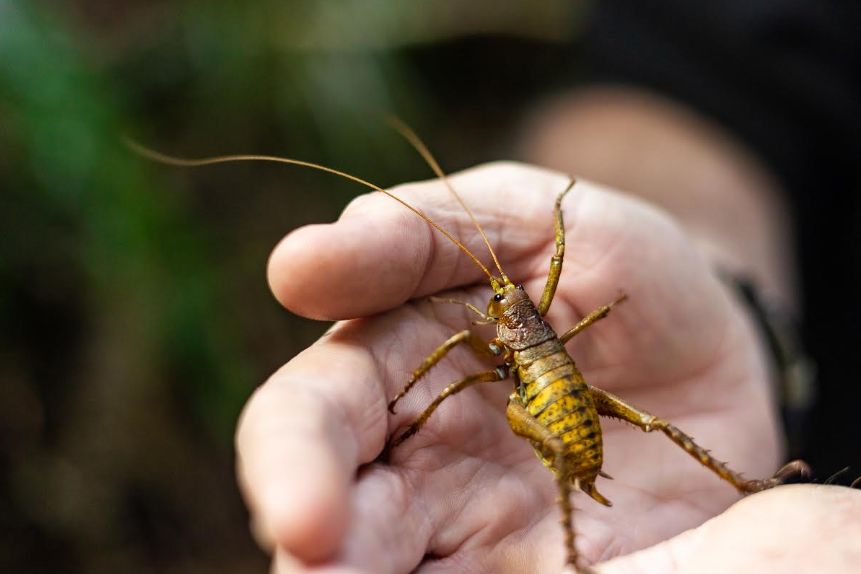 Translocation People New Kākāpō And Mahoenui Giant Wētā Arrivals Mark 25-Year Milestone ...