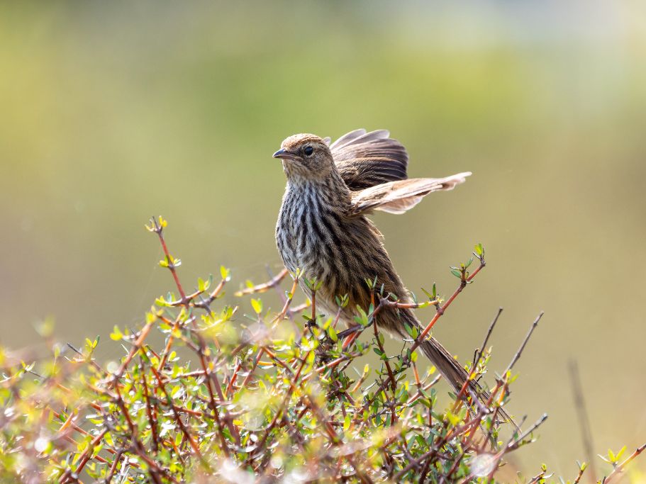 First Sighting Of Threatened Native Bird At Parangarehu Lakes In 70 ...