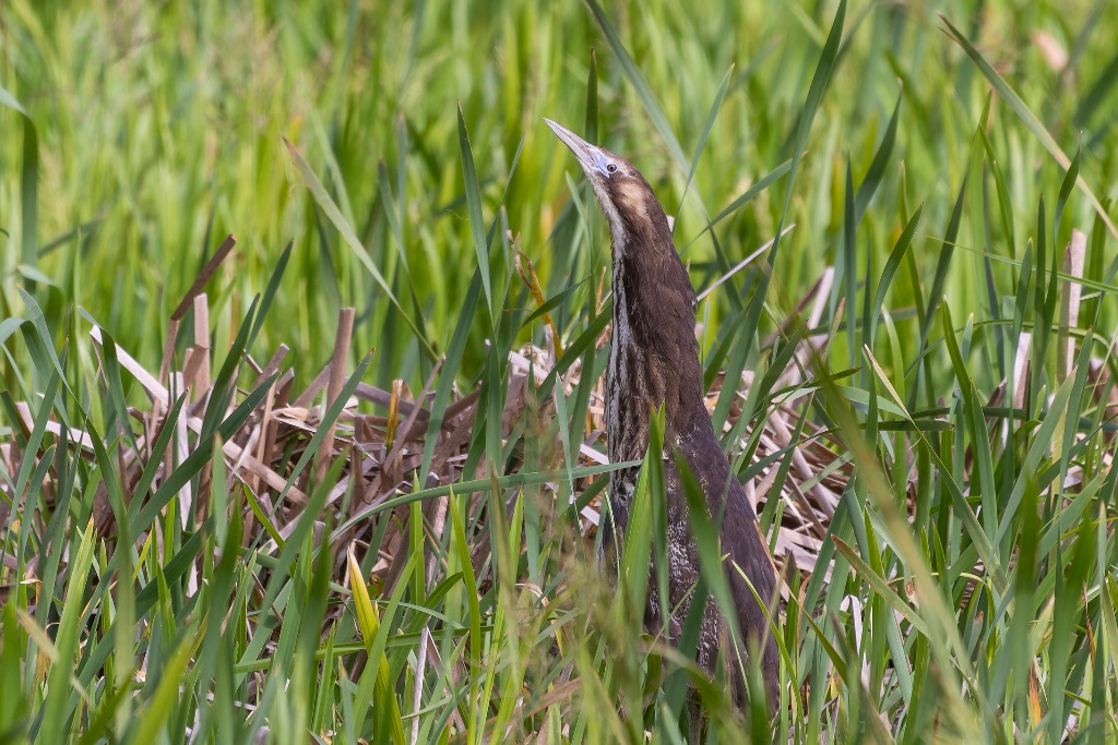 Community Project Continues To Track Rare Wetland Bird | Scoop News